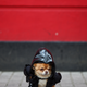 Illustration for article titled The Absolute Cutest Dog Cosplay of All Time